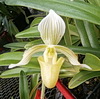 Paph. fowliei alba